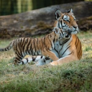 Longleat Safari Park
