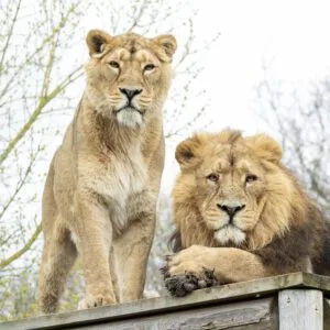 Hertfordshire Zoo